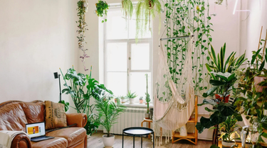 Toxin-Free Living: A Simple Shift for a Healthier Home
